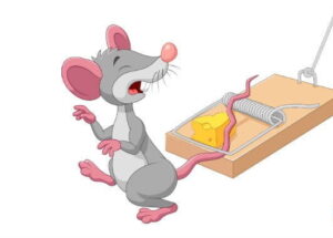 شركة مكافحة الفئران بالرياض, مكافحة فئران بالرياض, شركة صيد الفئران بالرياض, شركات مكافحة الفئران فى السعودية, افضل شركة مكافحة فئران بالرياض