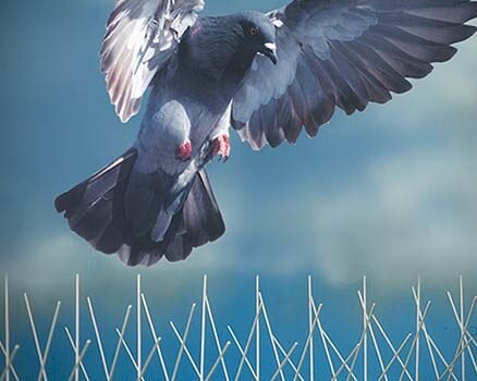 شركة تركيب طارد الحمام بالرياض, شركة طارد الحمام بالرياض, طارد الحمام من الشبابيك ساكو, شركة تركيب جهاز طارد الطيور فى الرياض