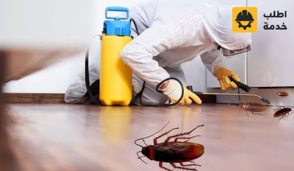 شركة مكافحة الصراصير بالرياض, مكافحة الصراصير بالرياض, مكافحة حشرات الصراصير بالرياض, مكافحة الصراصير الصغيرة في المطبخ في مدينة الرياض, مبيد الصراصير من شركة الانوار لمكافحة الحشرات, التخلص من الصراصير للابد في الرياض, شركة رش الصراصير بالرياض