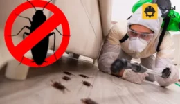 شركة مكافحة الصراصير بالرياض, مكافحة الصراصير بالرياض, مكافحة حشرات الصراصير بالرياض, مكافحة الصراصير الصغيرة في المطبخ في مدينة الرياض, مبيد الصراصير من شركة الانوار لمكافحة الحشرات, التخلص من الصراصير للابد في الرياض, شركة رش الصراصير بالرياض