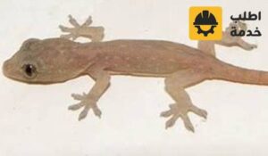 شركة مكافحة البرص بالرياض,شركة مكافحة الوزغ الرياض ,شركة مكافحة الوزغ الرياض, شركة مكافحة الوزغ بالرياض ,شركة مكافحة الوزغ بالرياض,شركة مكافحه الوزغ بالرياض ,شركة مكافحه الوزغ بالرياض,مكافحة الوزغ بالرياض ,مكافحة الوزغ بالرياض