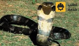 شركة مكافحة ثعابين بالرياض,مكافحة ثعابين بالرياض,شركة مكافحة ثعابين ,ارخص شركة مكافحة ثعابين بالرياض